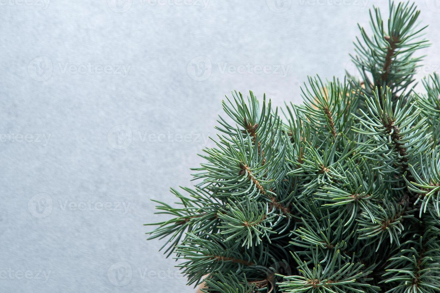 Green tree branches. Christmas natural gray background copy space. photo