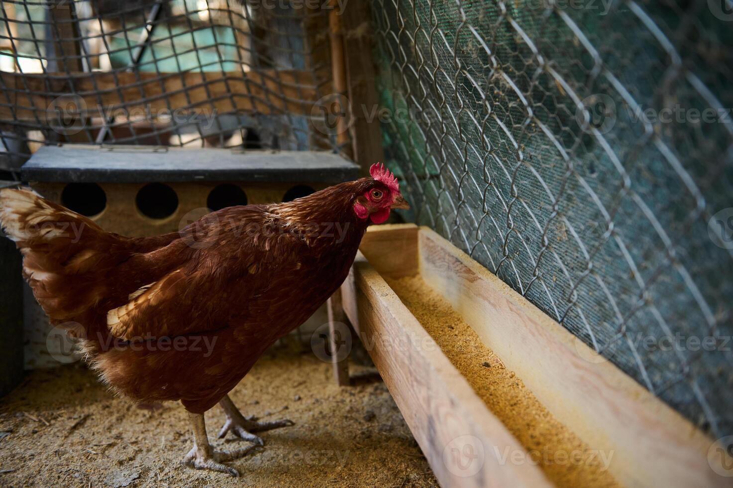 Brown hen in a wire-enclosed chicken coop pecking at a wooden feeding trough filled with grains photo