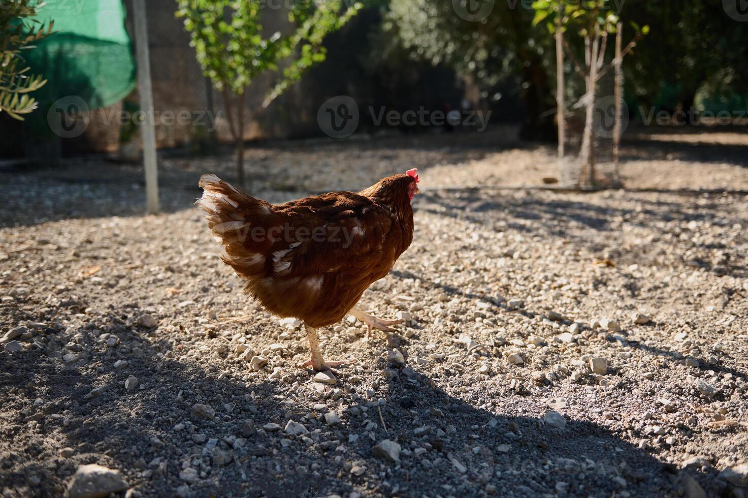 Free range chicken exploring in sunny farm environment among trees and gravel photo