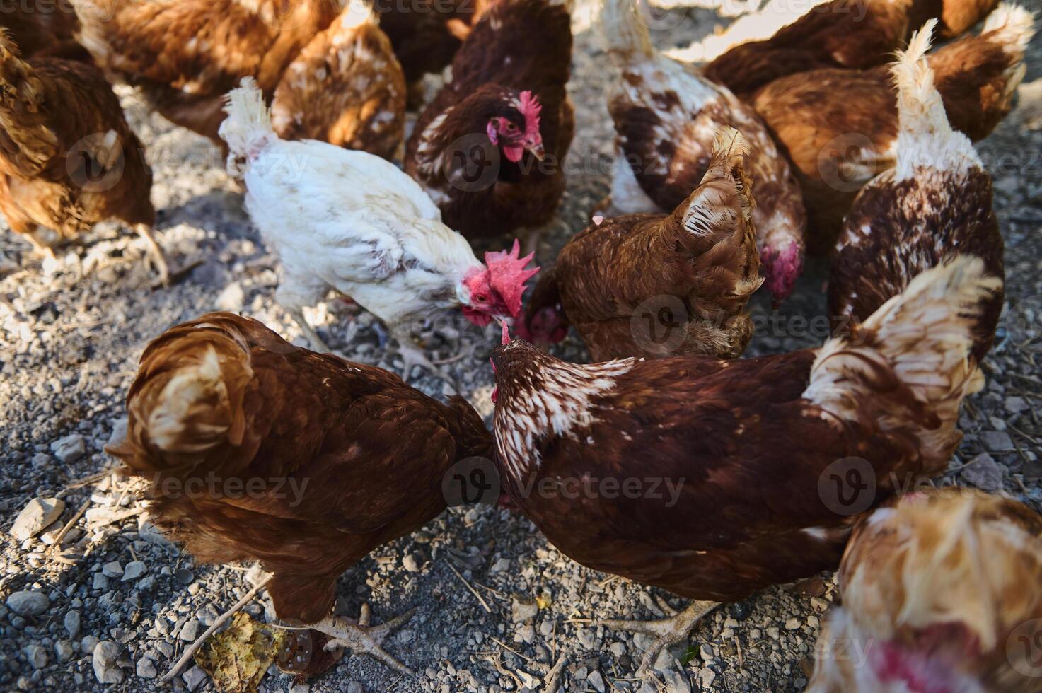Group of chickens feeding on a farm's gravel path during a sunny day, symbolizing natural farming practices and rural life photo