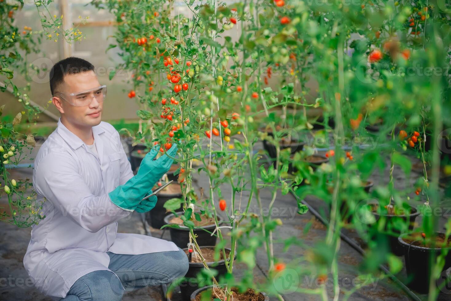 A male agricultural scientist checks the quality and growth of tomatoes and records the results on a tablet in a small greenhouse. photo
