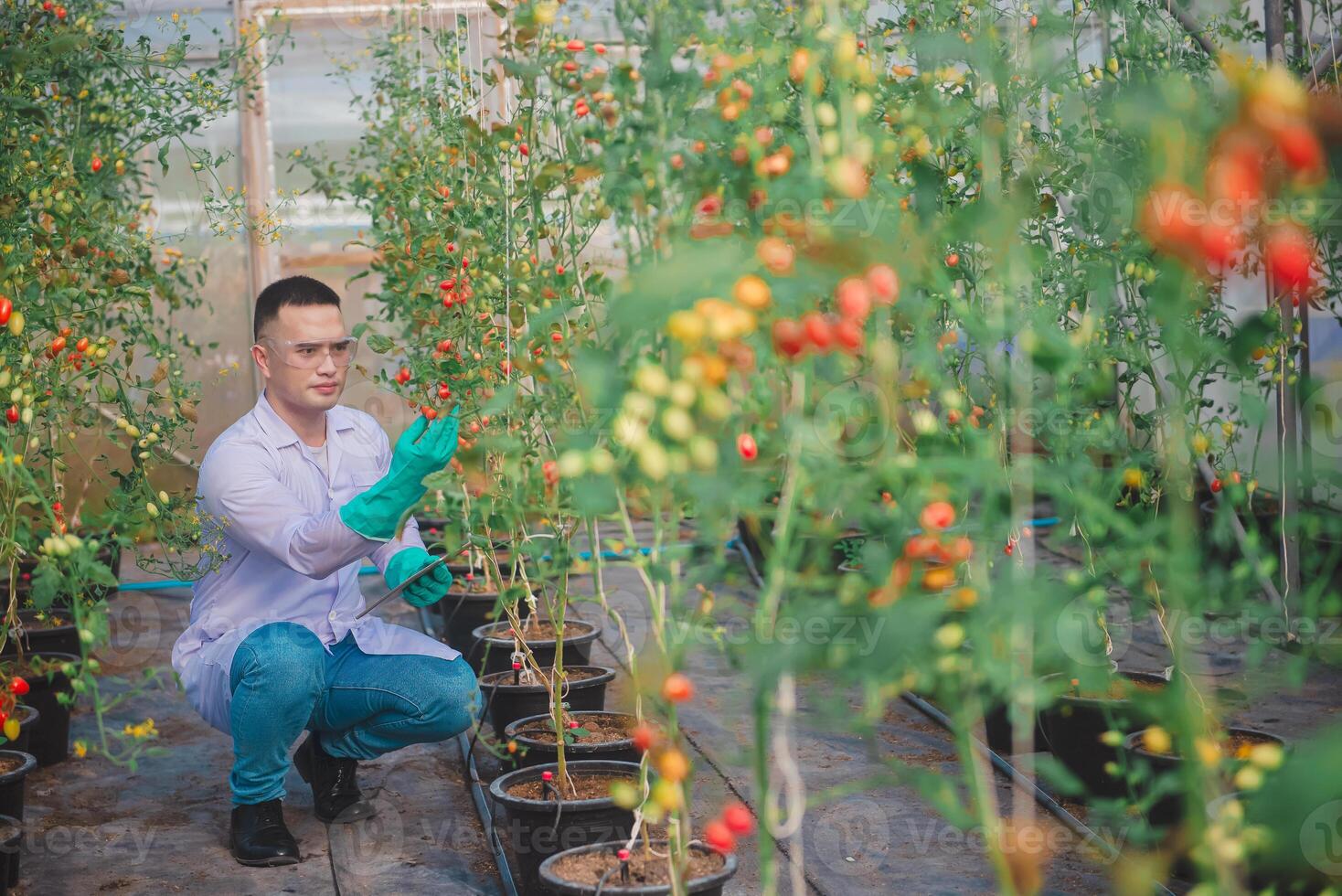 A male agricultural scientist checks the quality and growth of tomatoes and records the results on a tablet in a small greenhouse. photo