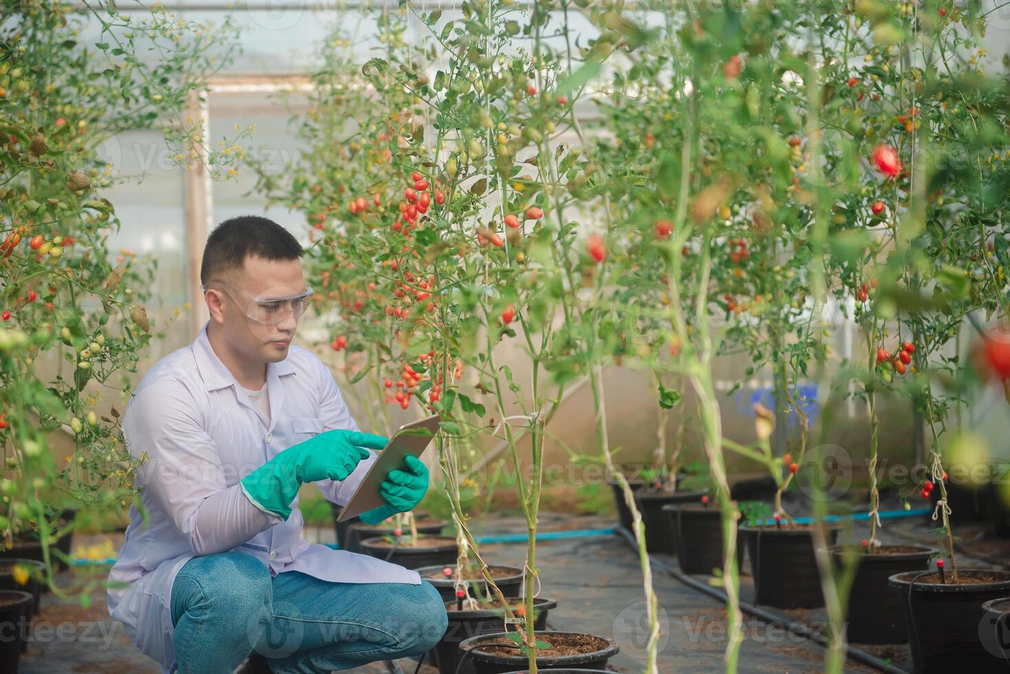 A male agricultural scientist checks the quality and growth of tomatoes and records the results on a tablet in a small greenhouse. photo