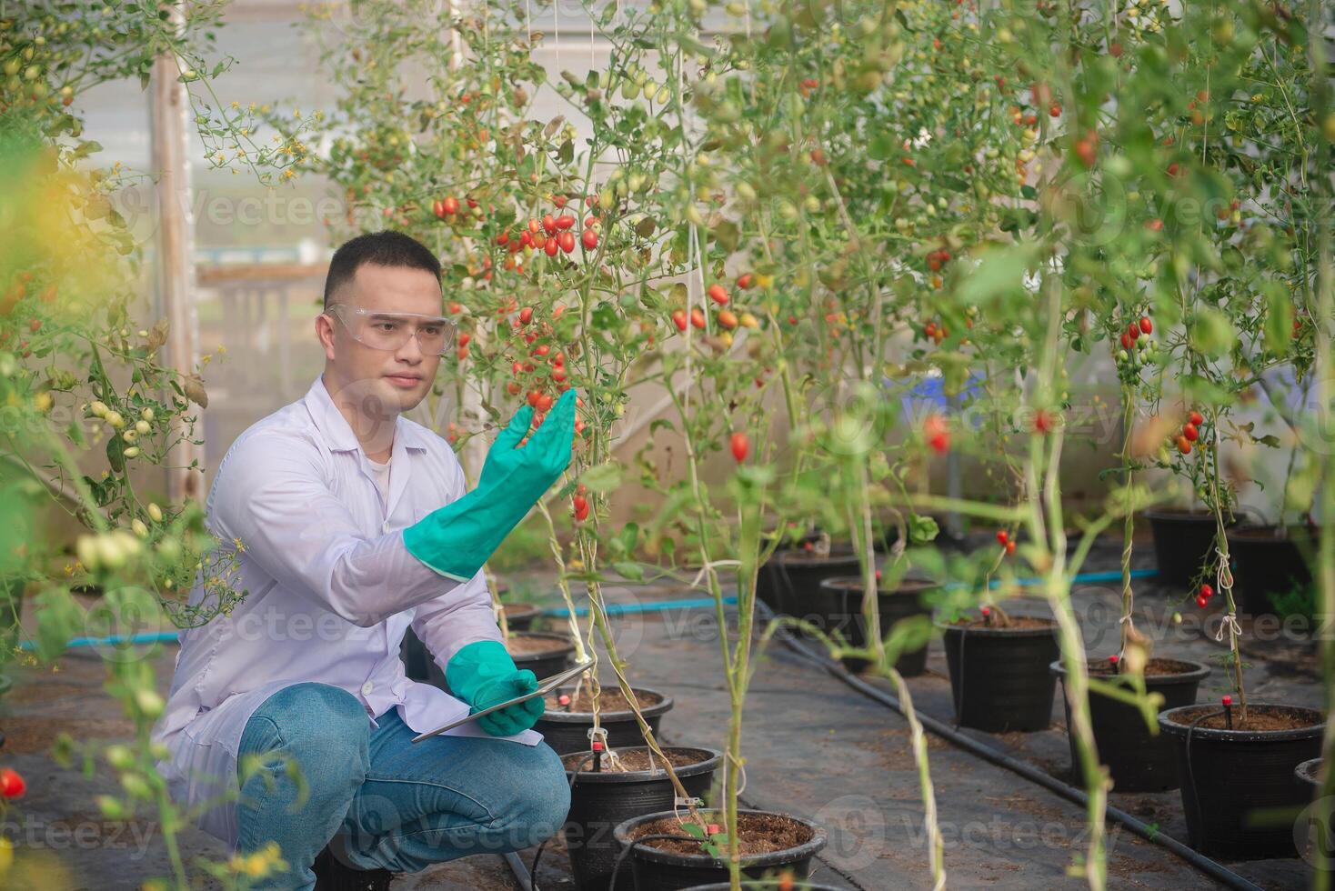 A male agricultural scientist checks the quality and growth of tomatoes and records the results on a tablet in a small greenhouse. photo