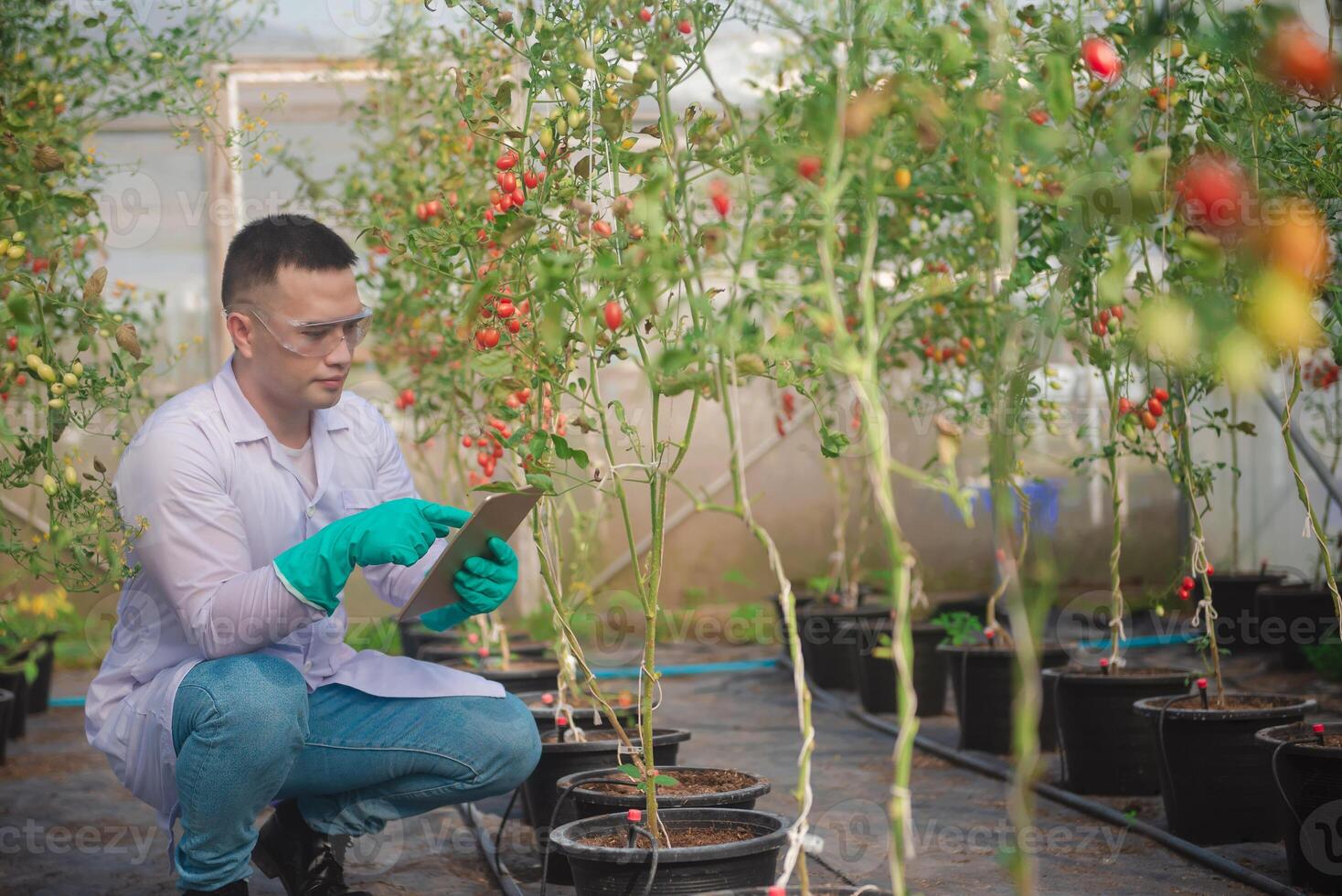 A male agricultural scientist checks the quality and growth of tomatoes and records the results on a tablet in a small greenhouse. photo