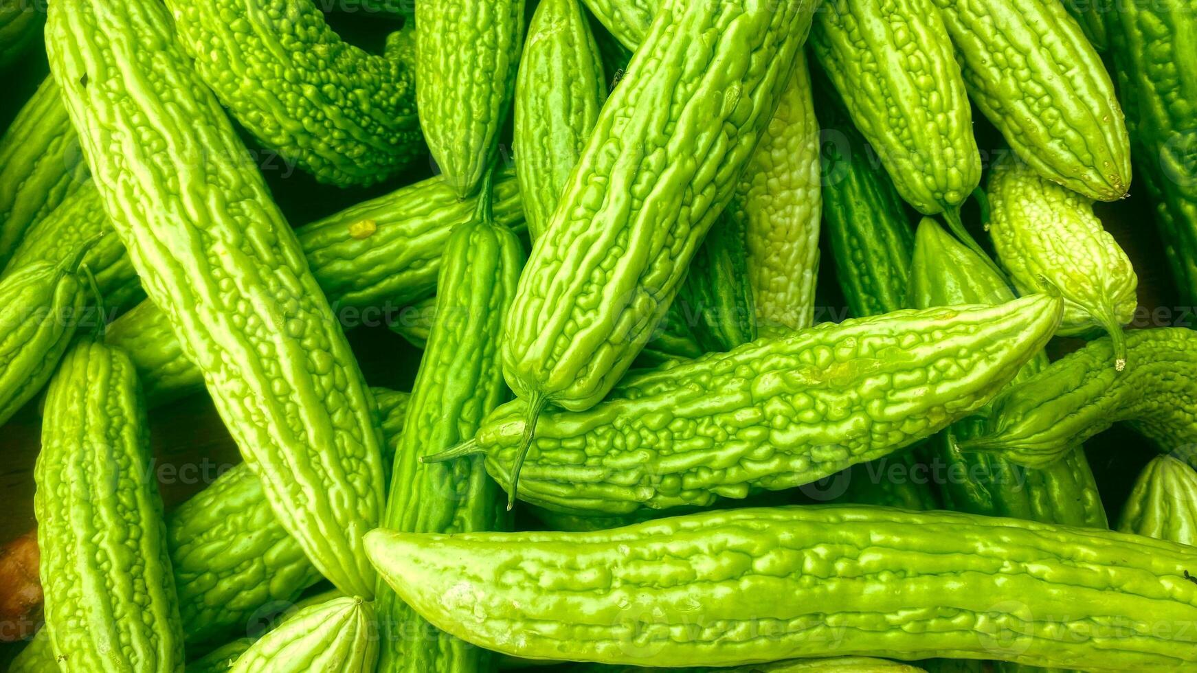 Bitter Melon Harvest photo