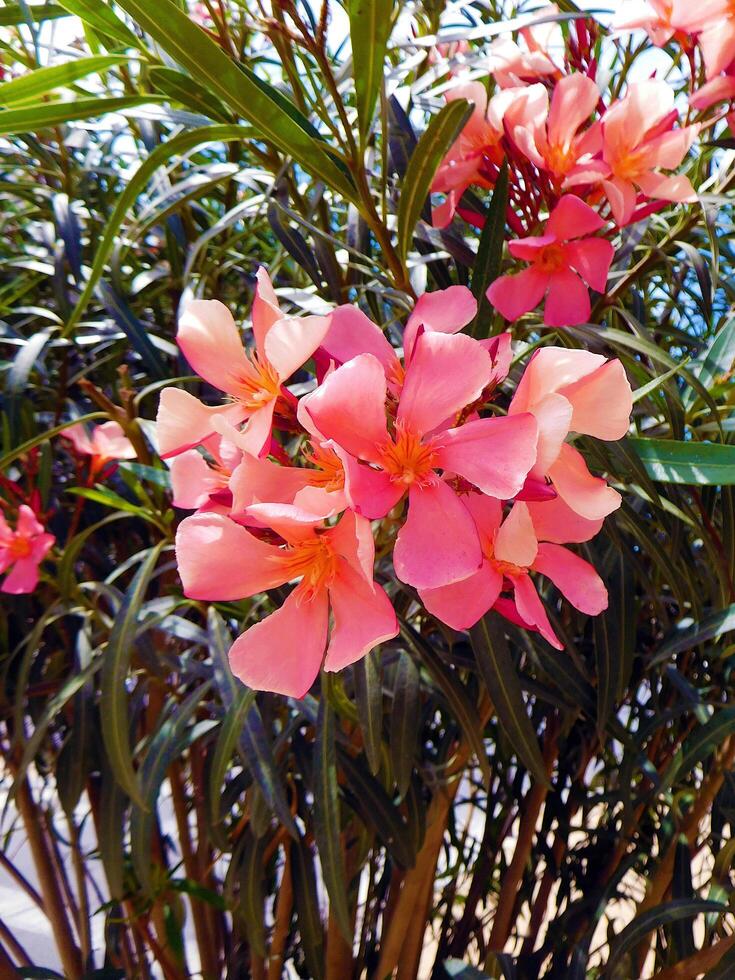 Oleander Flower in full bloom with dew on the petals, Ibiza, Spain, Europe photo