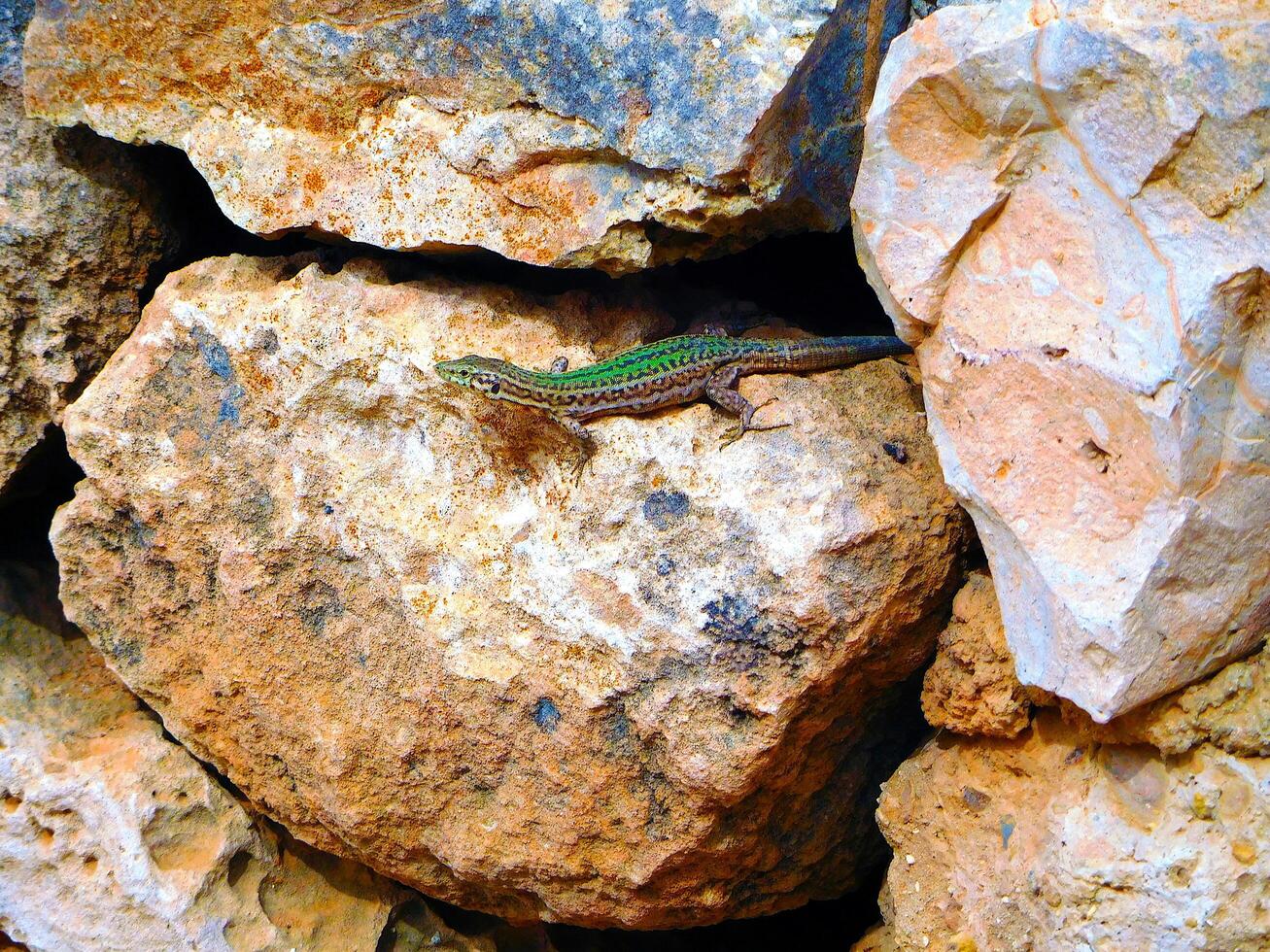 Ibizan Wall Lizard amongst rocks, Ibiza, Spain, Europe photo