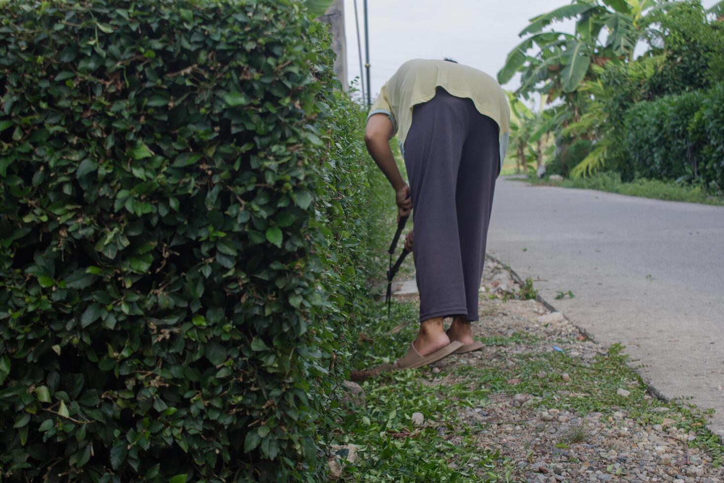 a woman is cutting a hedge photo