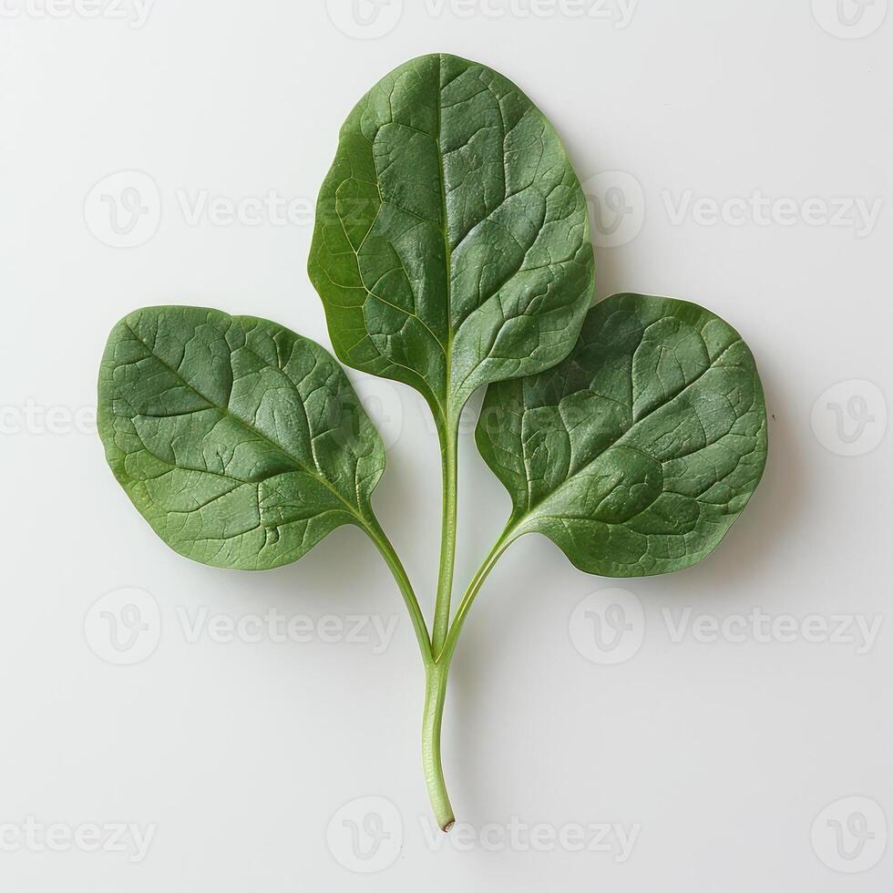 a couple of green leaves on a white surface photo