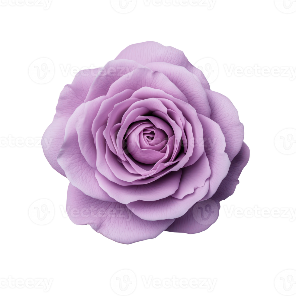 Lavender rose with delicate petals isolated on transparent background. png