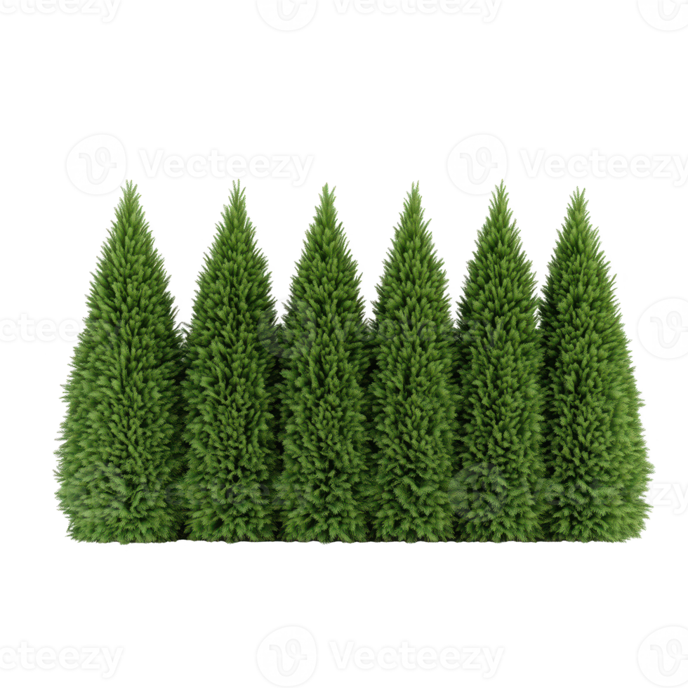 A row of lush, vibrant green conifer trees isolated on transparent background. png