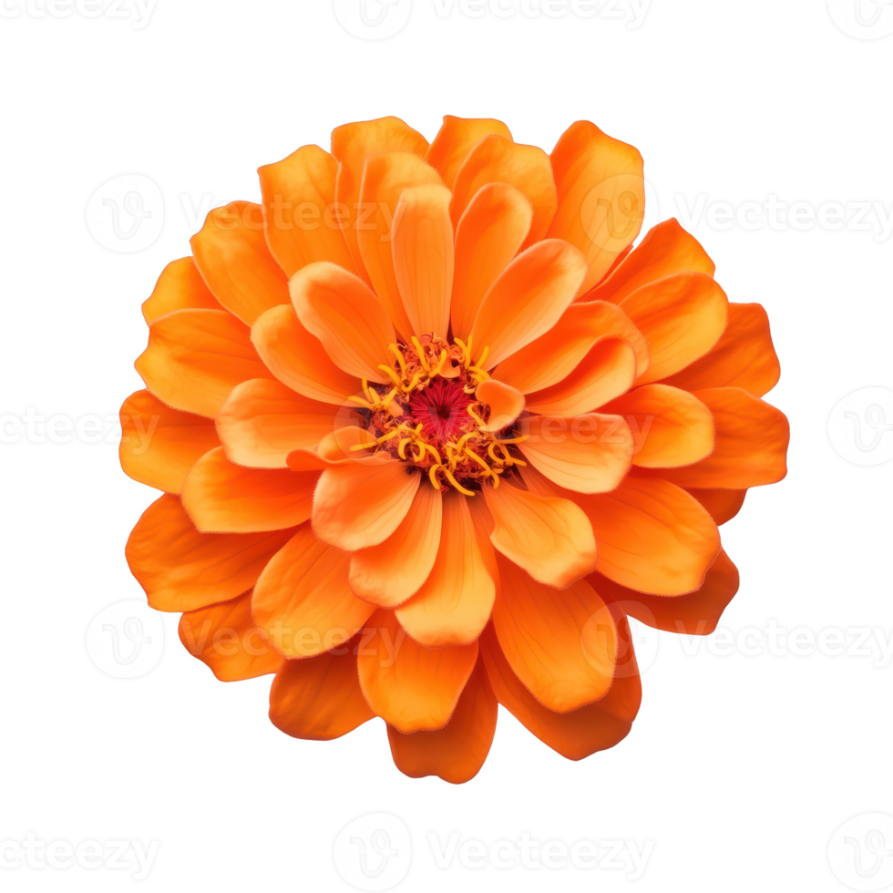 Vibrant orange flower with delicate petals, showcasing nature's beauty isolated on transparent background. png