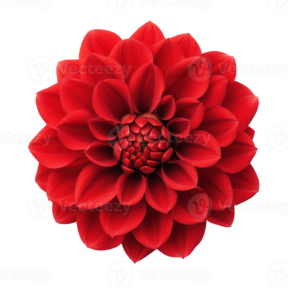 Vibrant red dahlia flower with intricate petal design, isolated on transparent background., ideal for floral compositions. png
