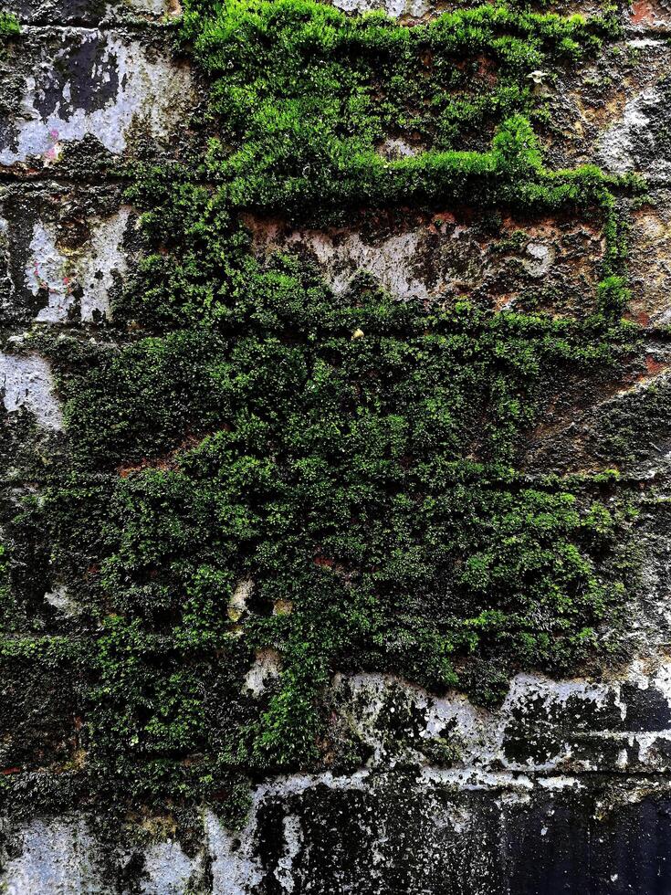 Green moss on a wet brick wall photo