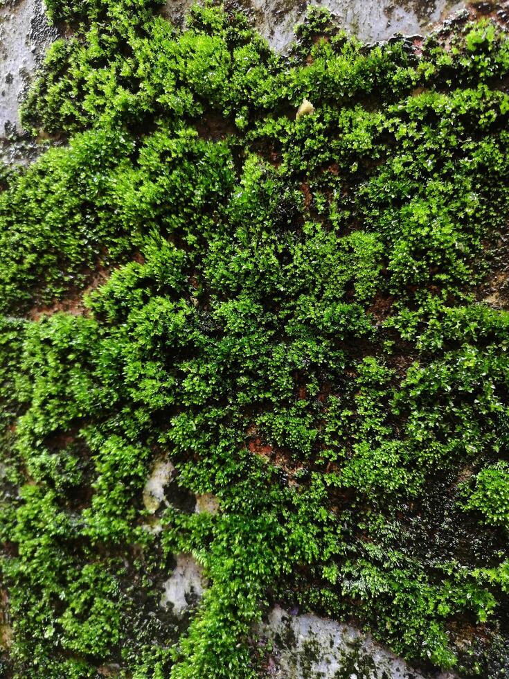 Close-up of green moss on a brick wall photo