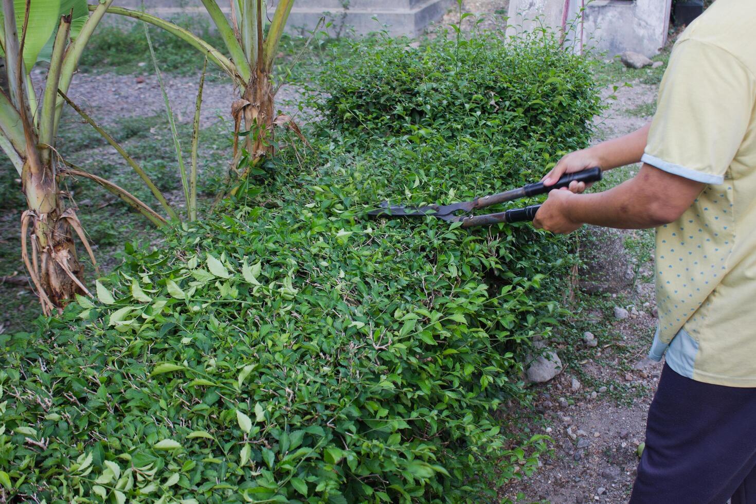 a woman is cutting a hedge photo