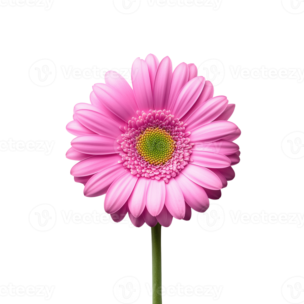 Pink gerbera daisy flower on a green stem, isolated on a white background, perfect for floral design and decoration. png
