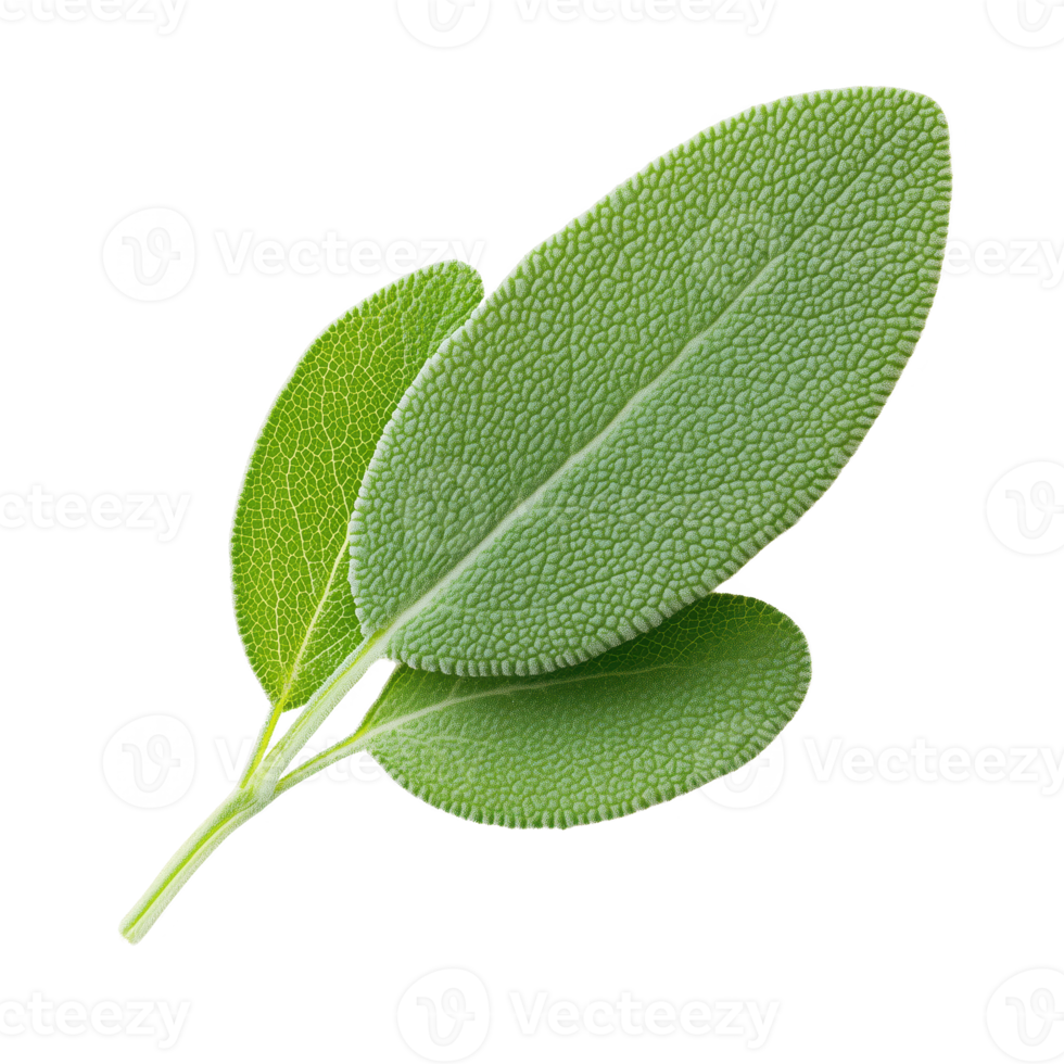 Fresh sage leaves on a white isolated background, perfect for culinary and herbal themes. png