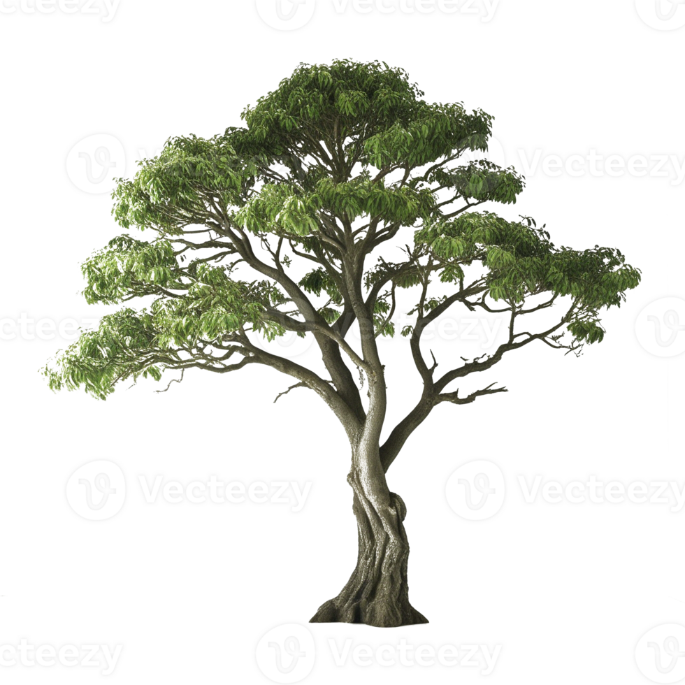 Realistic Transparent Tree with Branches and Green Leaves for Nature and Eco Projects png