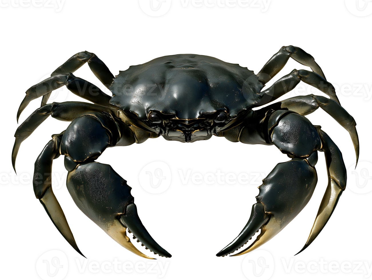 mud crab with dark green shell and large robust claws on isolated background displaying detailed texture of marine crustacean png