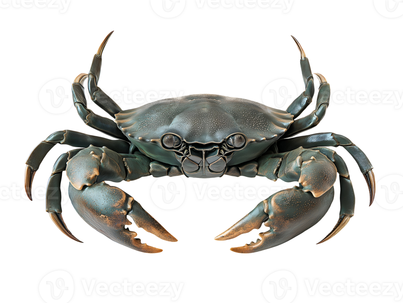 mud crab with large robust claws and dark green shell texture on isolated background png