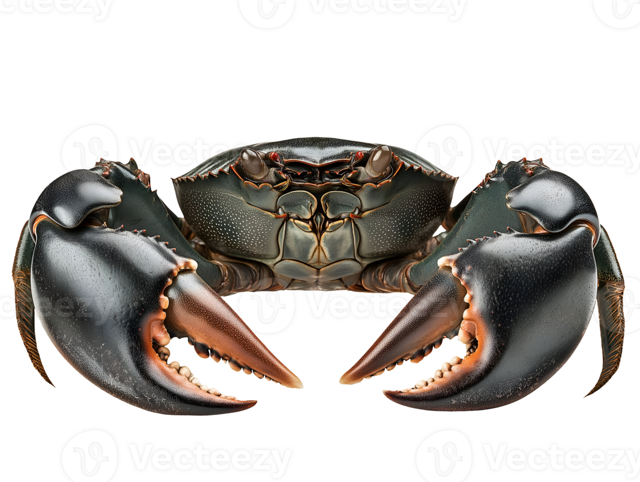 close-up of mud crab with large claws and dark green shell on isolated background showcasing intricate details of pincers and shell texture png