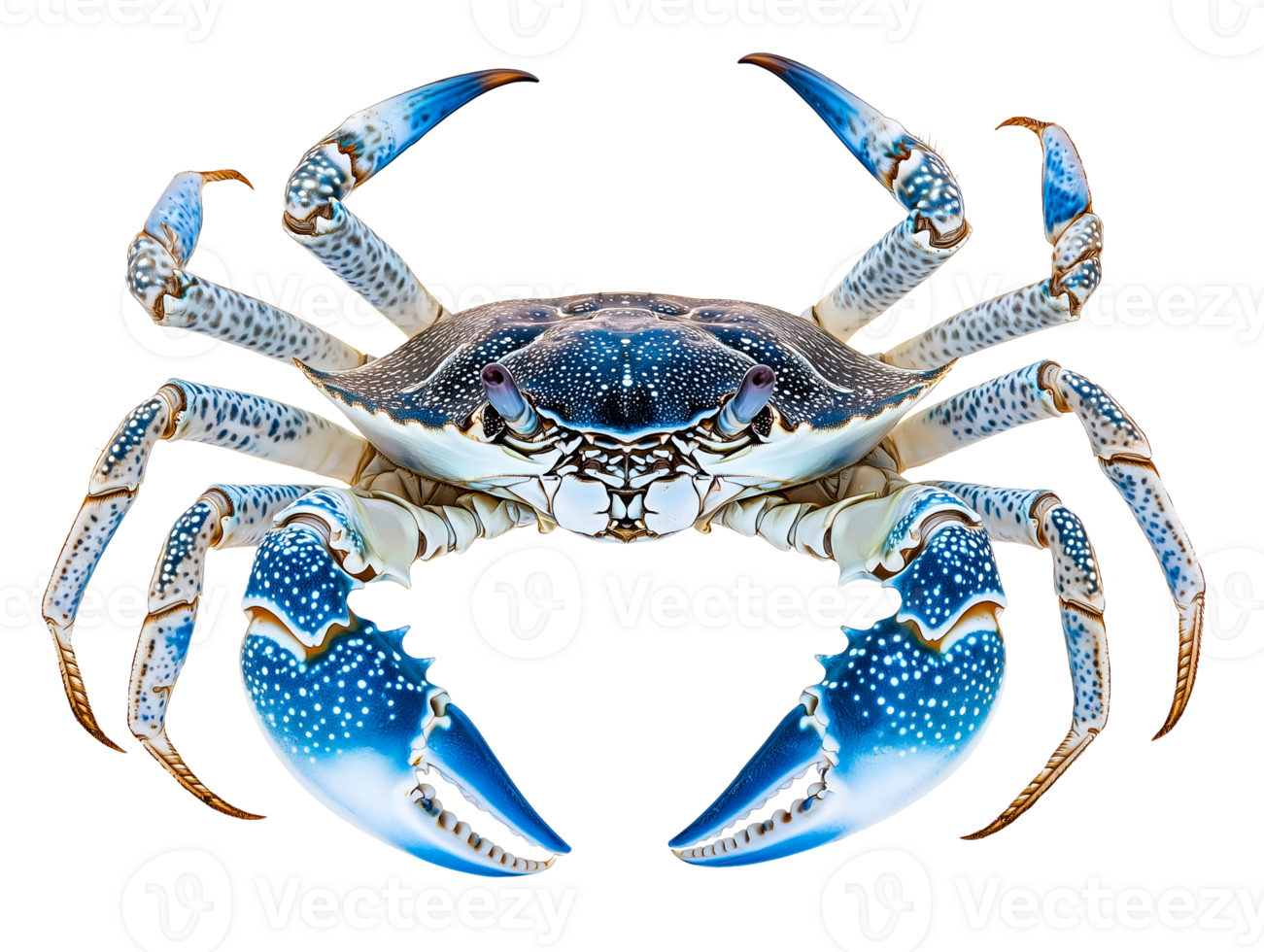 blue swimming crab with vibrant blue and white claws showing intricate patterns on isolated background png
