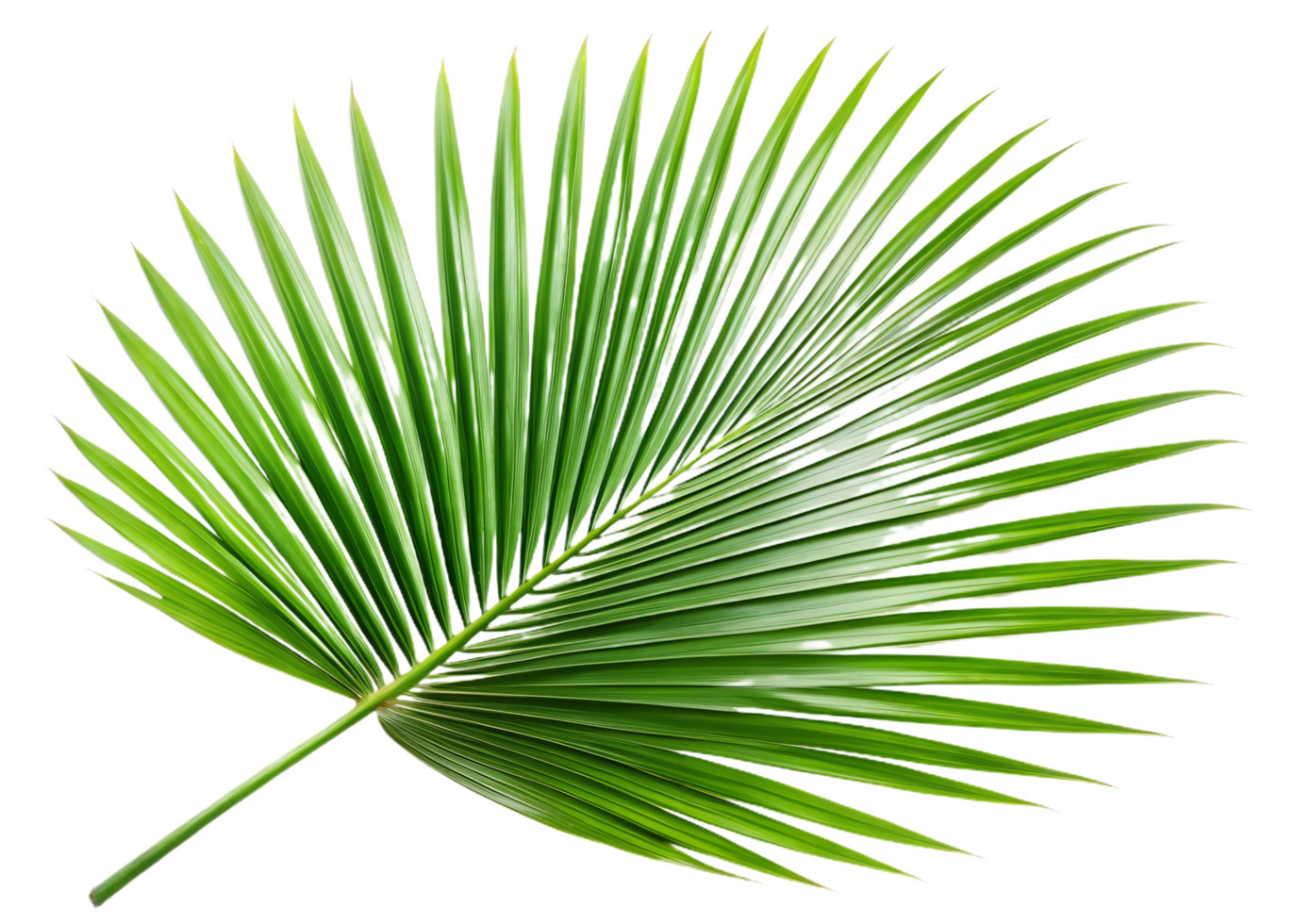 large palm leaf with long, narrow fronds showcases vibrant green hues, adding tropical feel png