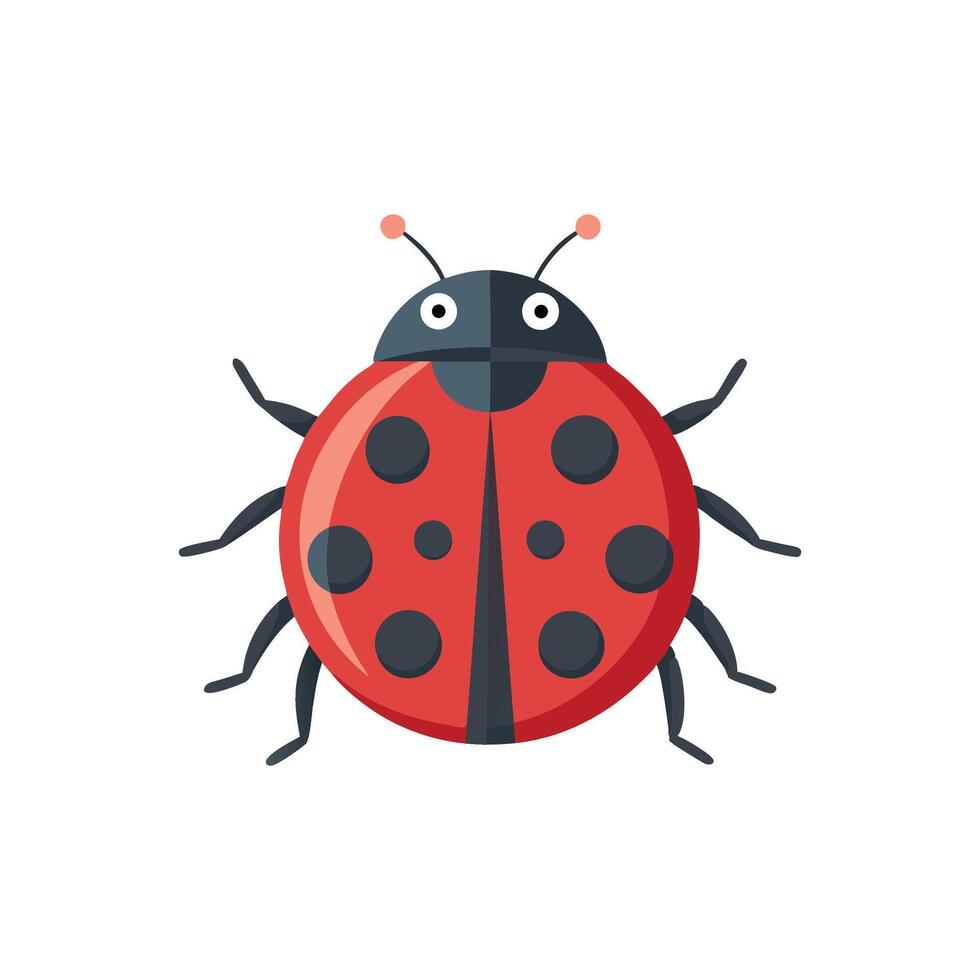 Ladybug animal isolated flat illustration on white background. vector