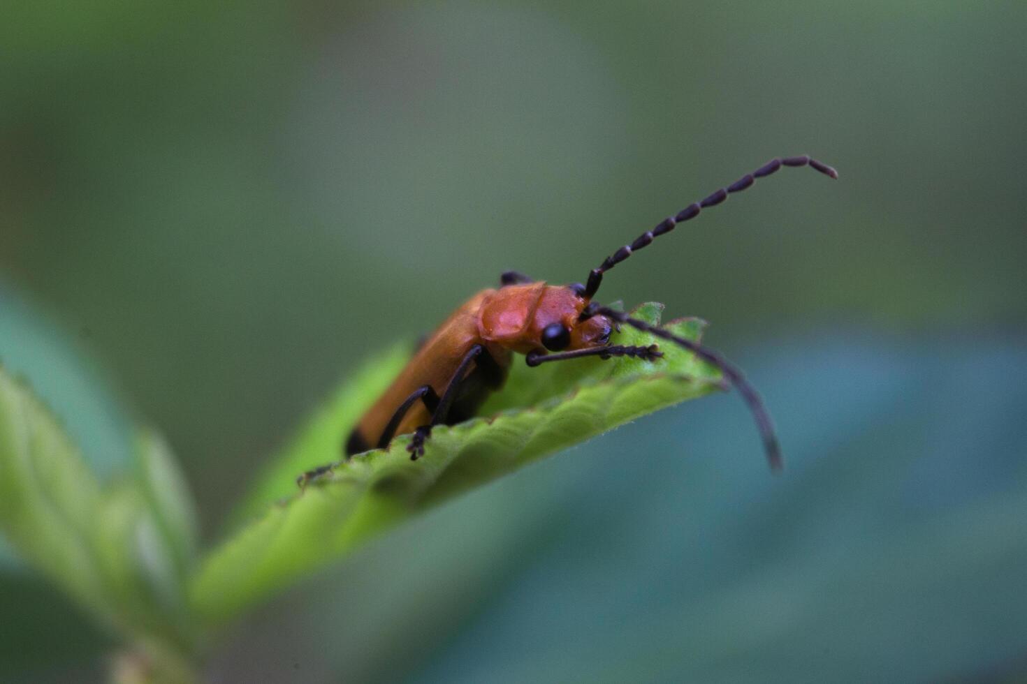 macro photo of red beetle on leaf