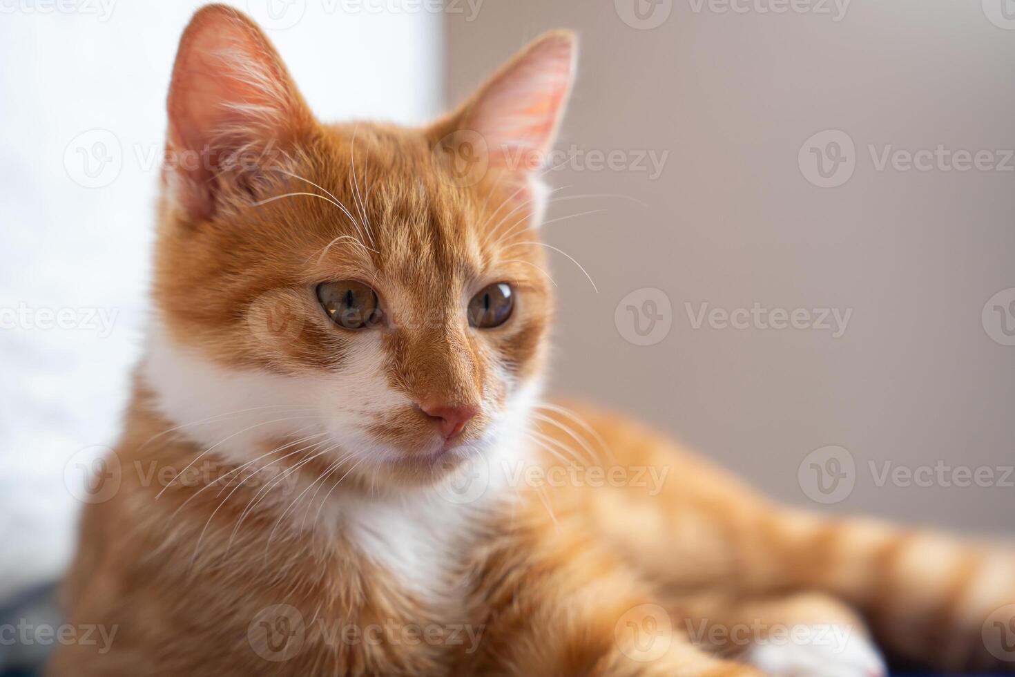 Portrait of a ginger cat with white spots. Pet. Cute young cat close-up. photo