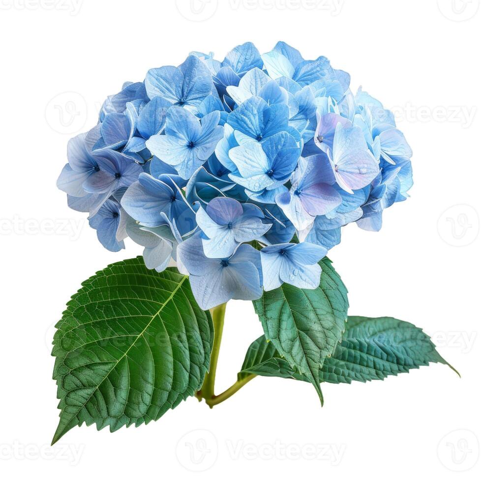 Blue hydrangea flower head with green leaves isolated on white background photo