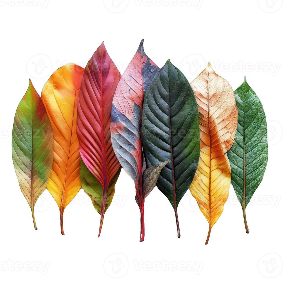 Seven colorful autumn leaves isolated on white background photo