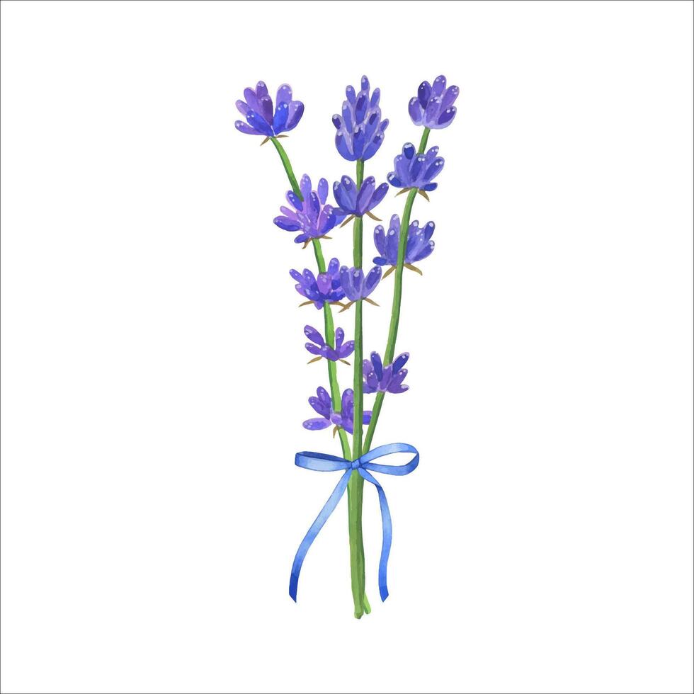 Hand drawn lavender bouquet. Watercolor illustration isolated on white background vector