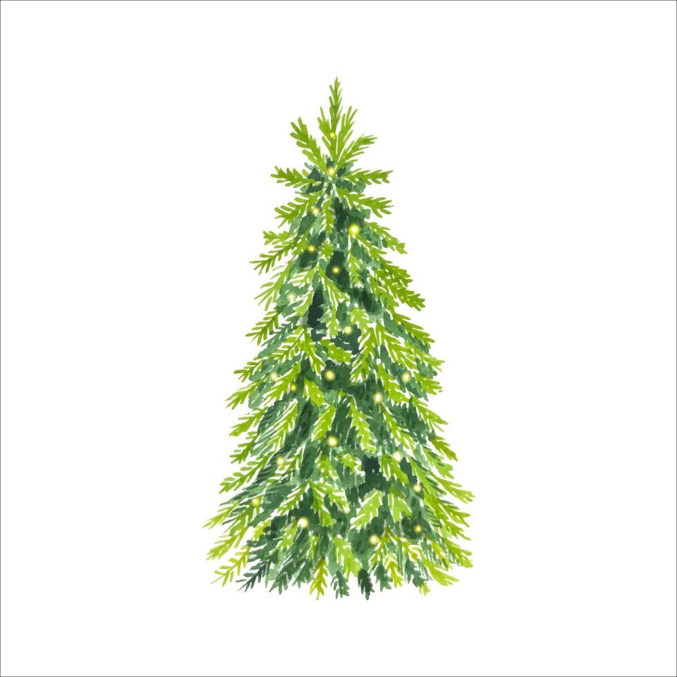 Hand drawn spruce tree. Watercolor illustration isolated on white background vector