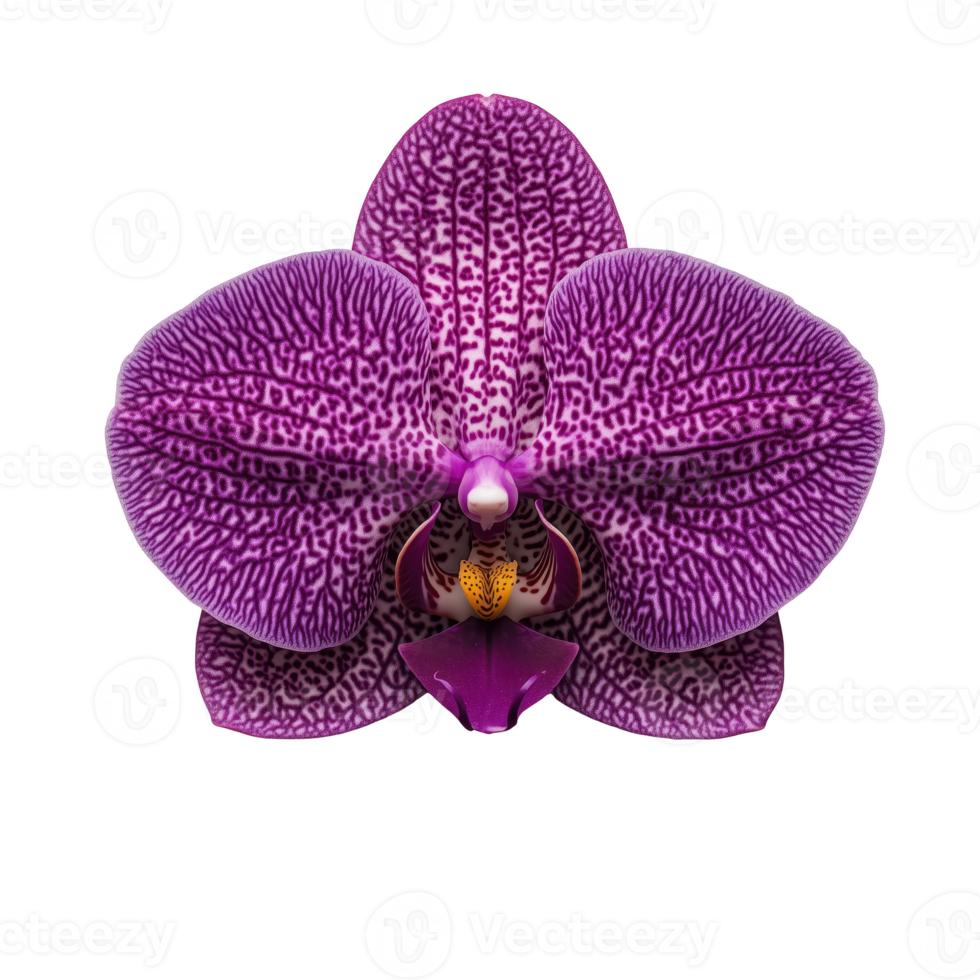 Stunning purple orchid showcasing intricate patterns and textures on its petals, isolated on transparent background png