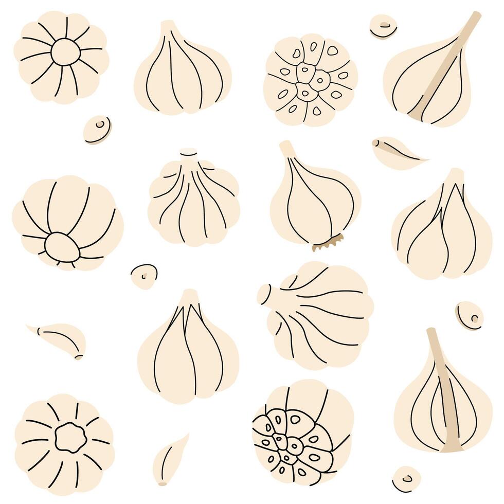 Fresh garlic bulbs and cloves illustration, detailed design of garlic slices and segments vector