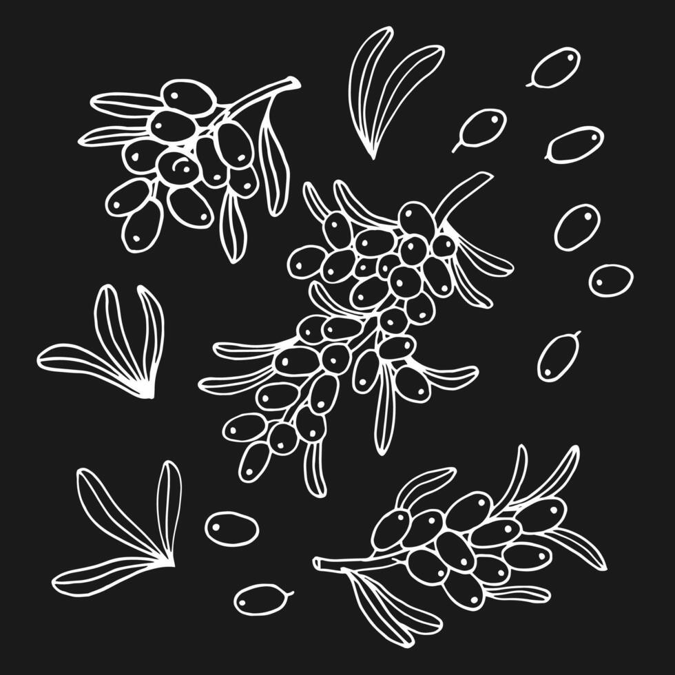 Set sea buckthorn. Branch with berries, and leaves. Hand drawn i vector