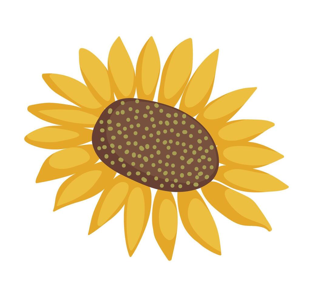 Sunflower cartoon illustration. Simple yellow sunflower isolated on white background for cards, decorations, packaging, invitations. Flat style flower in bloom. vector