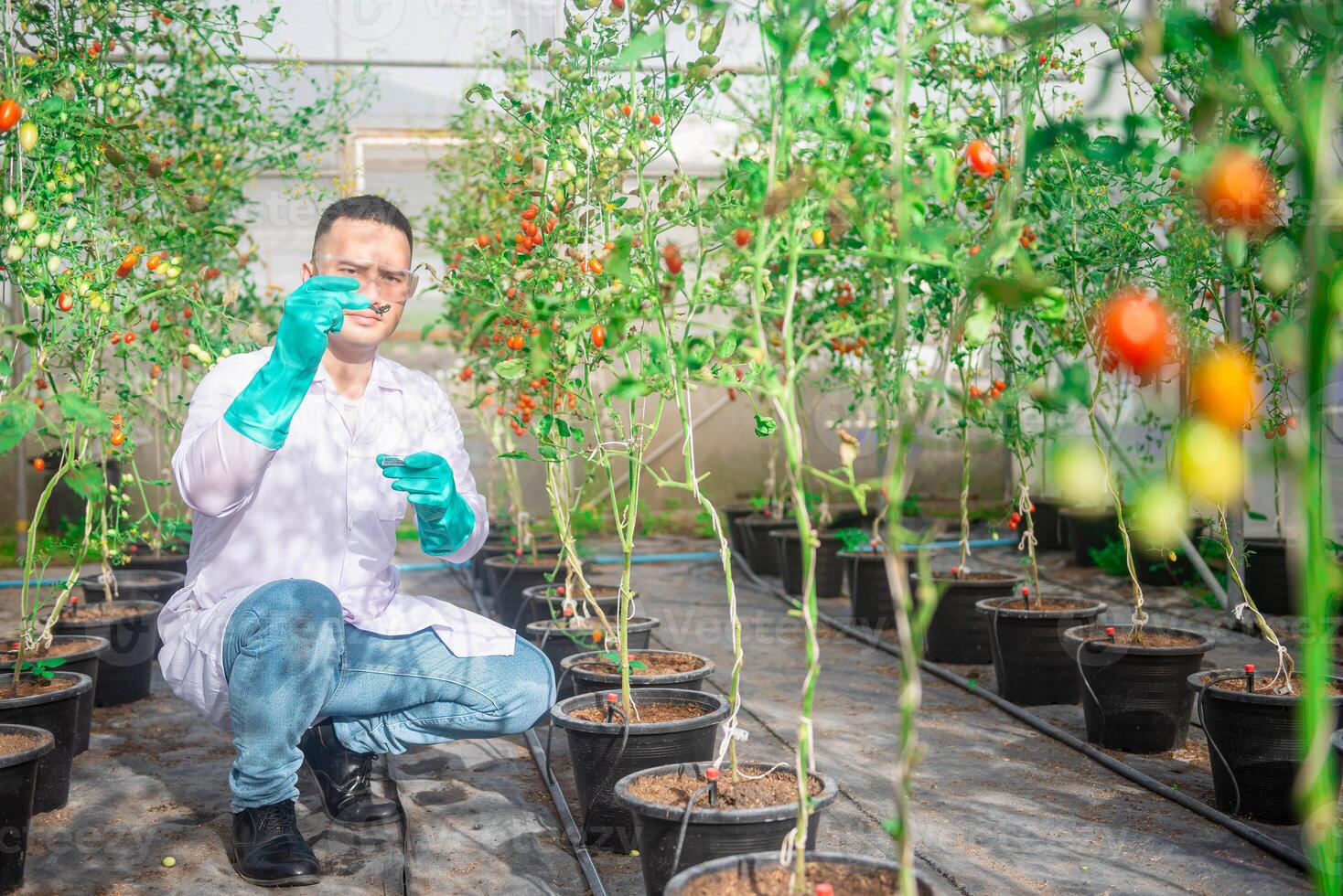 A male agricultural scientist is checking the quality of soil used for growing plants in a greenhouse. photo