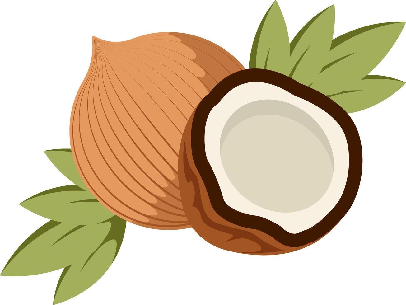 illustration of fresh coconut and cut piece with white pulp flesh vector