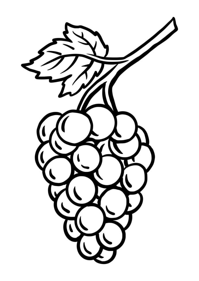 Coloring page outline of the grapes, illustration in cute line cartoon style suitable for kid vector