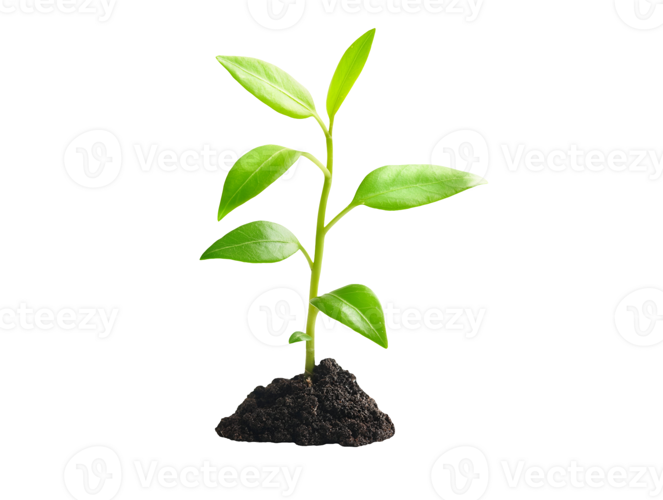 small sprouting sapling with tiny green leaves growing from dark soil on isolated background png