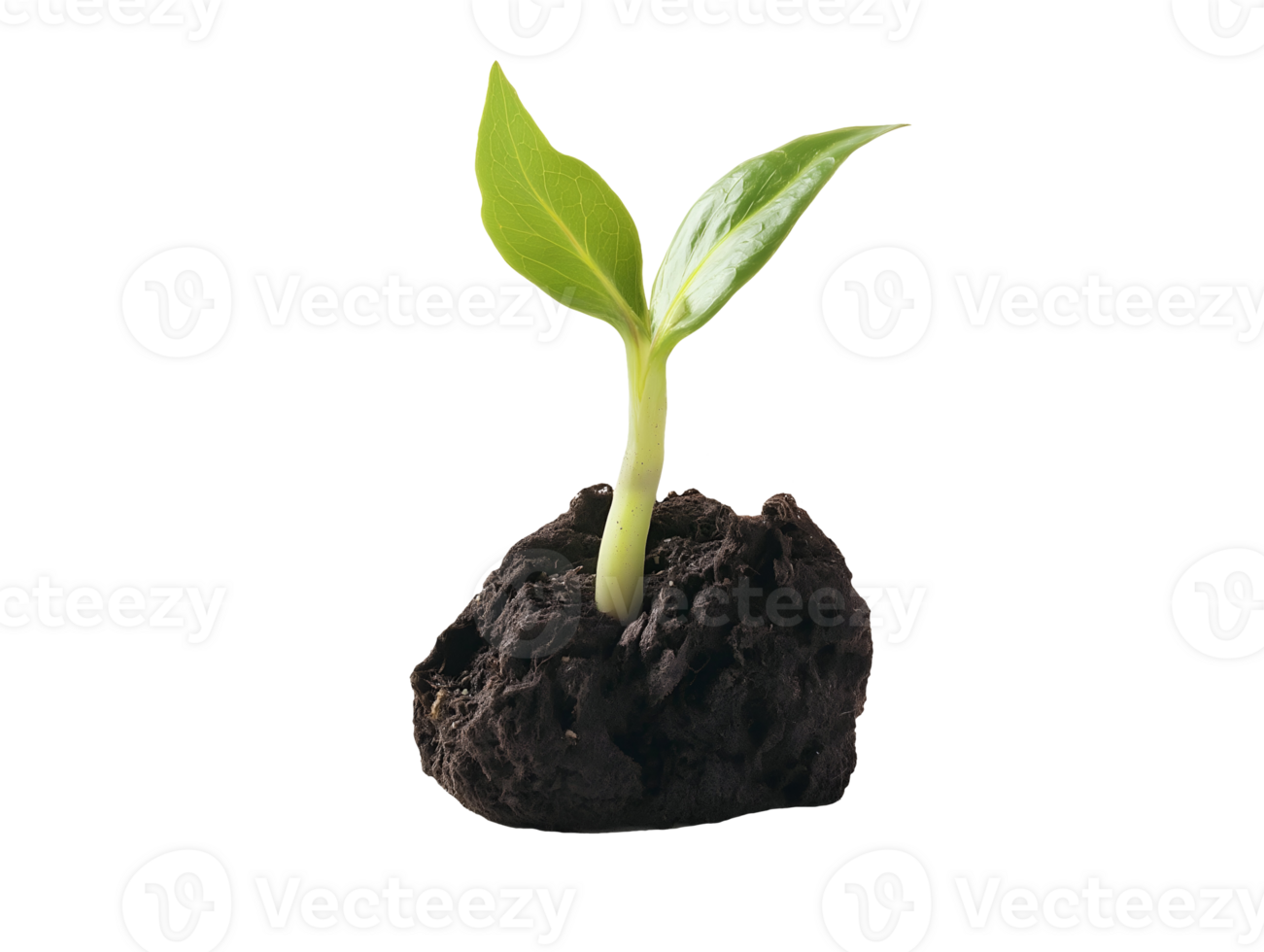 young green plant sprouting from soil with fresh leaves on isolated background png