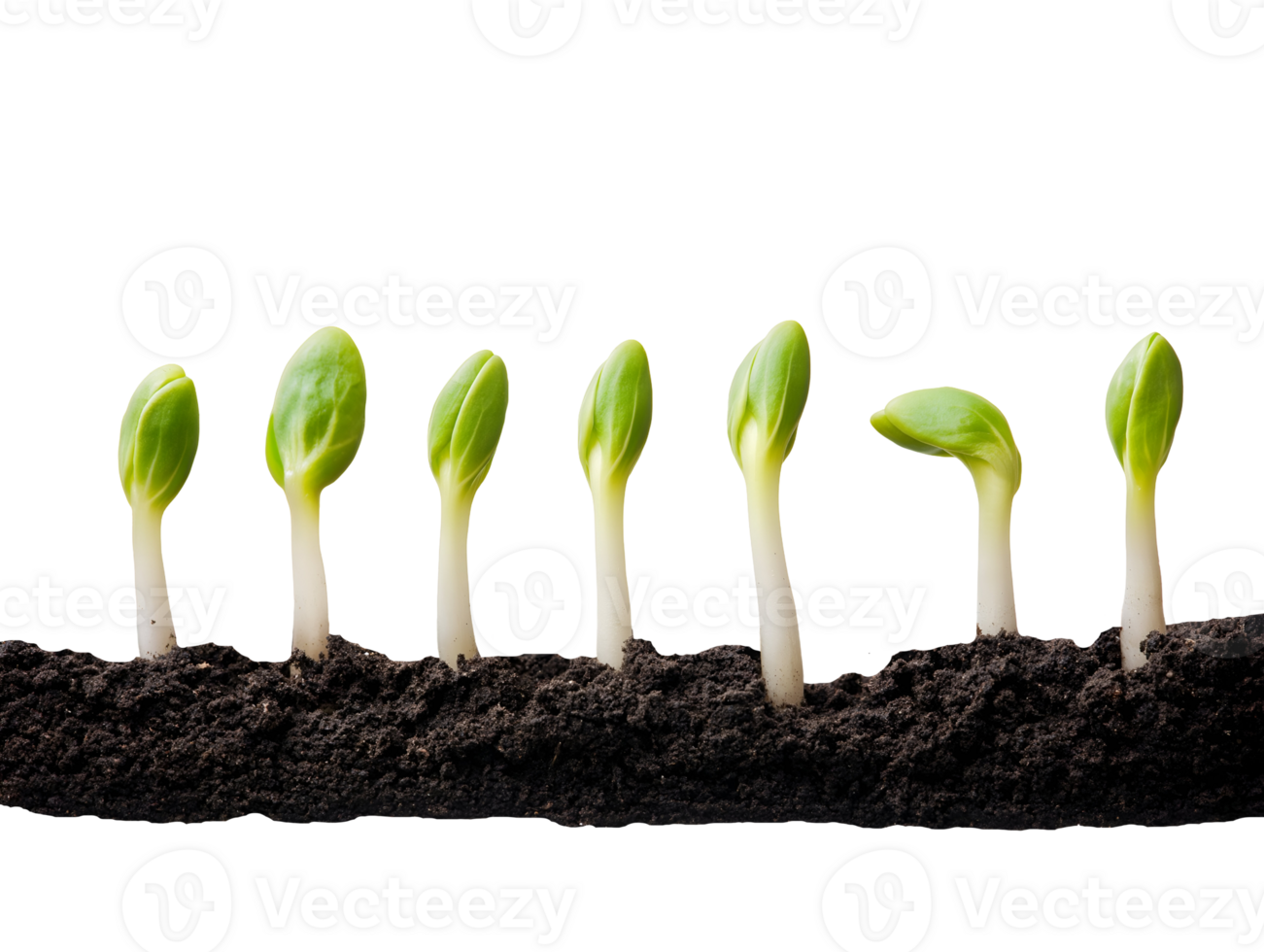 sequence of young seeds sprouting from dark soil showing early stages of plant growth on isolated background png