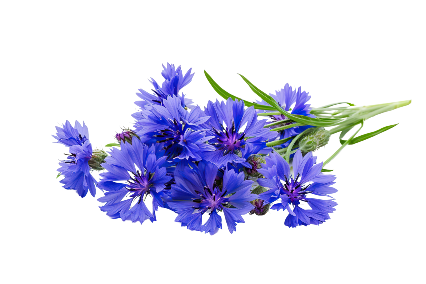 Cornflowers on a transparent background. png