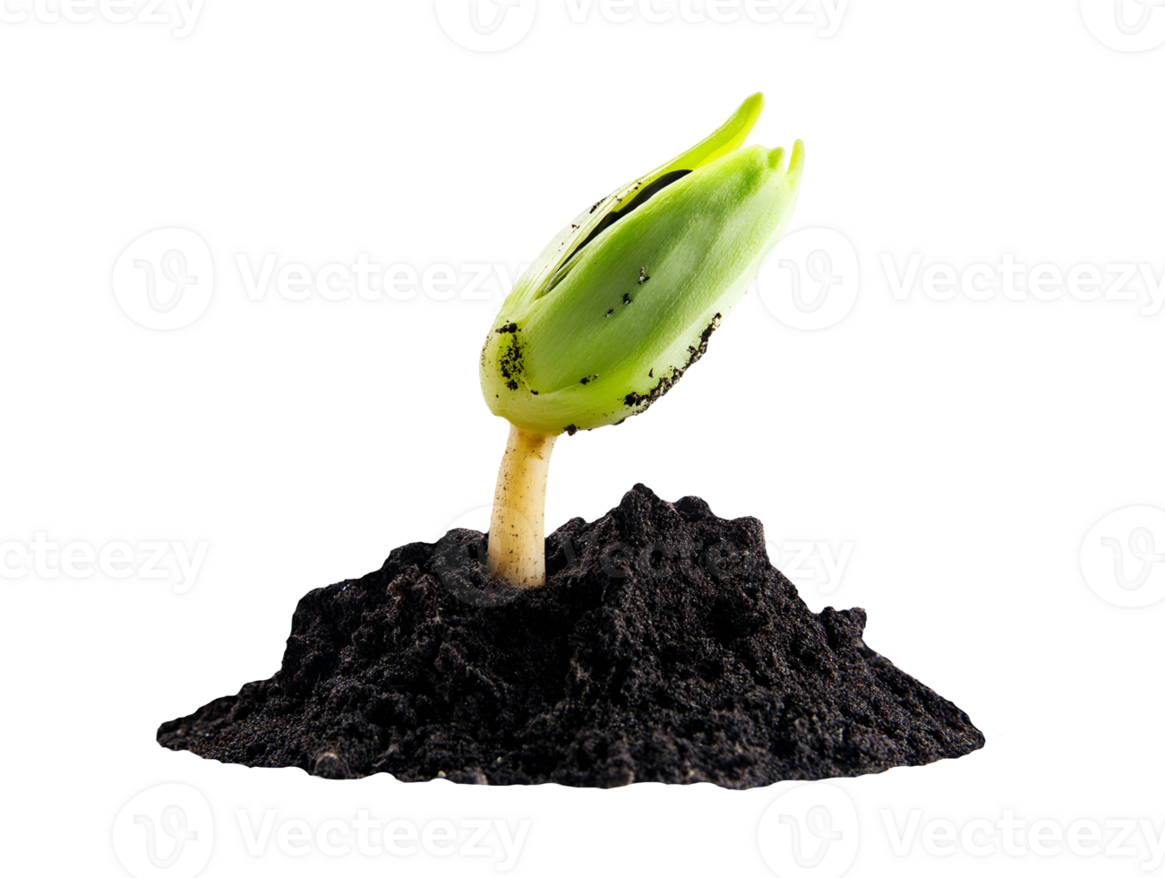 close-up of a young sprouting seedling emerging from dark soil on isolated background symbolizing new life and growth in nature png