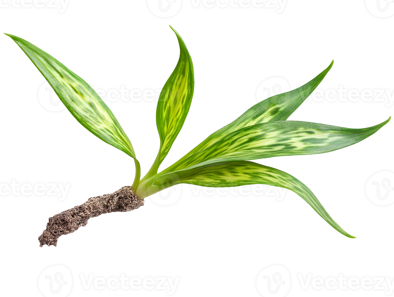 developing green plant with roots and vibrant leaves on isolated background png