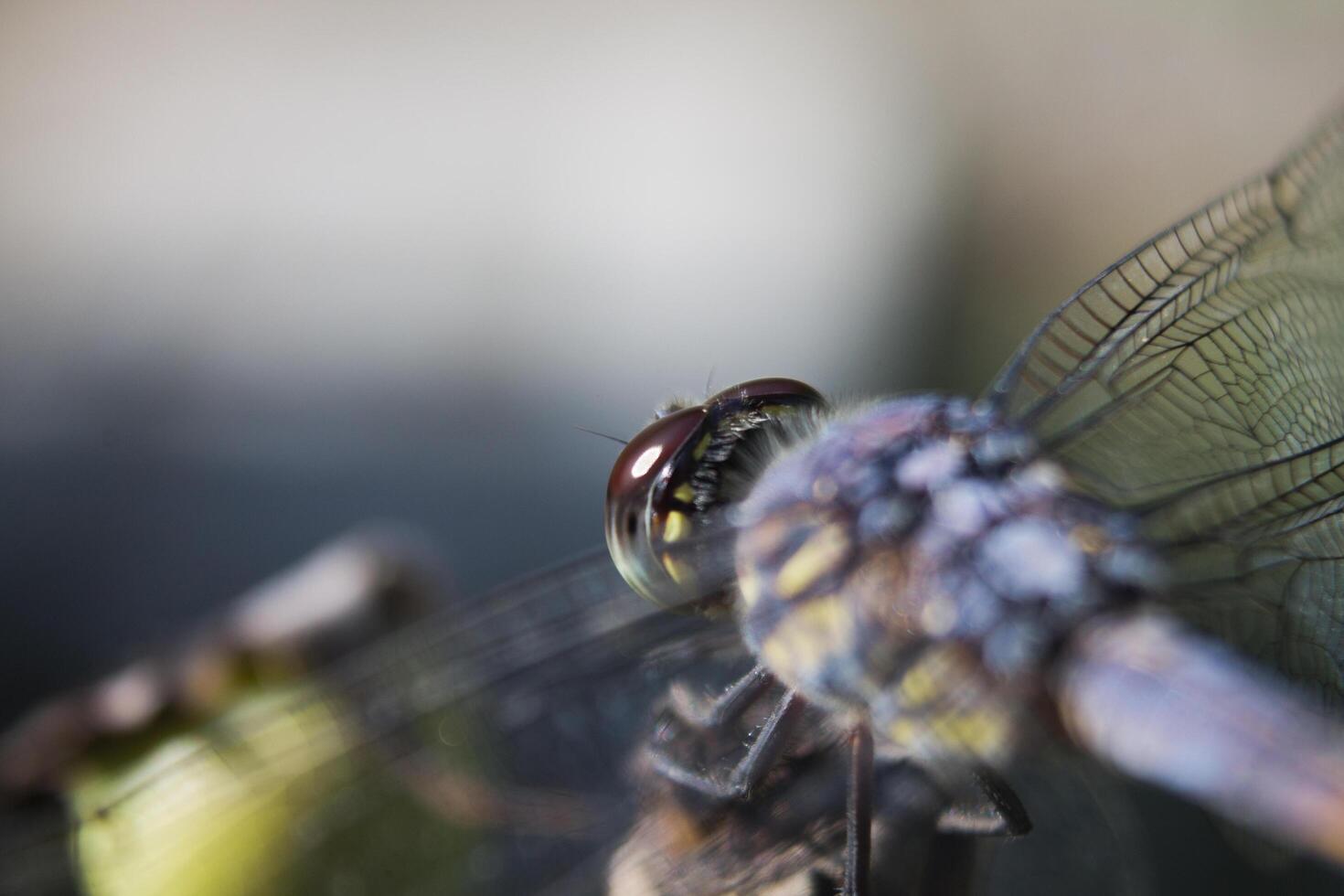 a dragonfly seen from behind photo